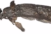 Phát hiện “rồng kiếm” kỷ Jura mới tại Anh