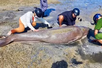 Côn Đảo phát hiện bò biển quý hiếm mắc cạn, khiến giới khoa học lo ngại