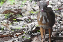 Cheo Cheo đơn độc giữa rừng Thanh Hóa... loài trong sách Đỏ