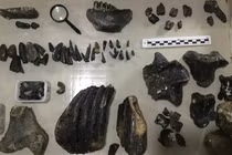 Xương người hóa thạch dưới đáy biển hé lộ bí mật lớn