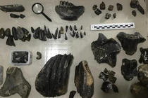 Xương người hóa thạch dưới đáy biển hé lộ bí mật lớn