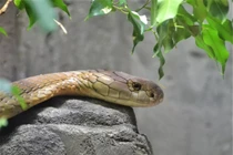 Hổ mang chúa xuất hiện gần Everest, chuyên gia lo ngại