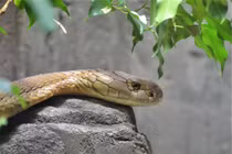 Hổ mang chúa xuất hiện gần Everest, chuyên gia lo ngại