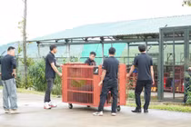 Cứu hộ thành công gấu ngựa bị nuôi nhốt hơn 25 năm tại Đà Nẵng