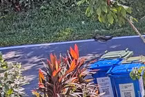 Camera ghi cảnh “quái thú” tấn công trăn dài 2,5 mét