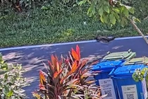 Camera ghi cảnh “quái thú” tấn công trăn dài 2,5 mét