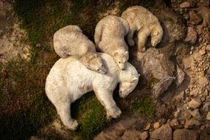 Khoảnh khắc xúc động của gấu Bắc Cực trong mùa hè nóng bỏng