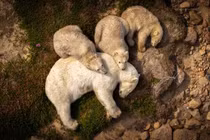 Khoảnh khắc xúc động của gấu Bắc Cực trong mùa hè nóng bỏng