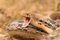 Dân TP.HCM khiếp vía vì rắn lớn trườn vào nhà giữa ban ngày 