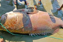 Ngư dân Bangladesh bắt được cá Bhola khổng lồ gần 200 kg