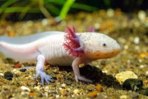 Kỳ nhông tái tạo chi như ảo thuật, giới khoa học sửng sốt