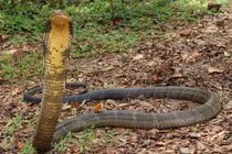 Rắn hổ mang chúa quý hiếm bất ngờ xuất hiện giữa khu dân cư