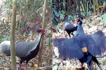 Bẫy ảnh rừng sâu bất ngờ phát hiện nhiều loài quý hiếm xuất hiện