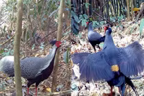 Bẫy ảnh rừng sâu bất ngờ phát hiện nhiều loài quý hiếm xuất hiện