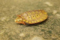 Khám phá loạt động vật quý hiếm vừa được phát hiện trong rừng Thanh Hóa