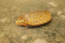 Khám phá loạt động vật quý hiếm vừa được phát hiện trong rừng Thanh Hóa