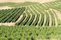 Vạn Lý Trường Thành Xanh gây chấn động với quy mô cây trồng khổng lồ