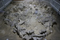 Phát hiện công trình xương voi ma mút 18.000 năm tuổi ở Ukraine