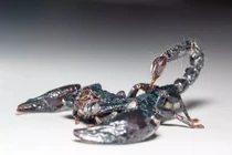 Nọc độc bọ cạp Amazon tiêu diệt tế bào ác tính