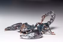 Nọc độc bọ cạp Amazon tiêu diệt tế bào ác tính