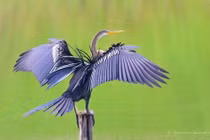 Người dân Đồng Tháp bàn giao chim cổ rắn cực hiếm gặp