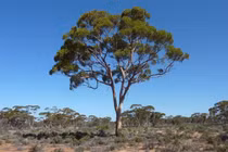 Ngỡ ngàng loài cây hút vàng lên lá, xuất hiện khắp Việt Nam