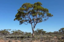 Ngỡ ngàng loài cây hút vàng lên lá, xuất hiện khắp Việt Nam