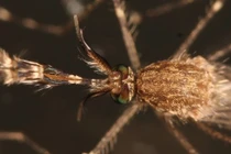 Lần đầu tiên phát hiện muỗi ở Iceland