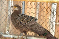 Người dân tự nguyện giao nộp gà tiền mặt vàng quý hiếm