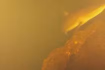 Cá mập sống trong miệng núi lửa Kavachi gây sốc giới khoa học