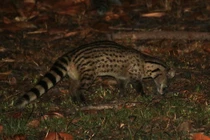 Vườn Quốc gia Vũ Quang tiếp nhận nhiều loài động vật quý hiếm nguy cấp