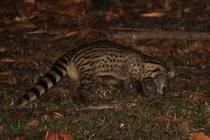 Vườn Quốc gia Vũ Quang tiếp nhận nhiều loài động vật quý hiếm nguy cấp