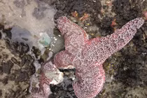 Chuyên gia giải mã nguyên nhân khiến hơn 5 tỷ con sao biển chết 