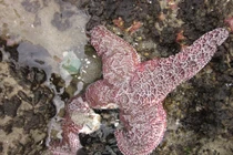 Chuyên gia giải mã nguyên nhân khiến hơn 5 tỷ con sao biển chết 