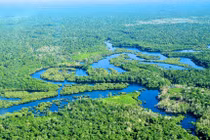 Cảnh báo rừng Amazon có thể trở thành đồng cỏ trong 100 năm tới