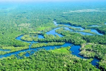 Cảnh báo rừng Amazon có thể trở thành đồng cỏ trong 100 năm tới