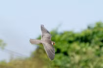 Chim cắt Amur ghé thăm Hà Nội trong hành trình di cư vĩ đại