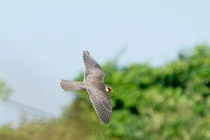 Chim cắt Amur ghé thăm Hà Nội trong hành trình di cư vĩ đại