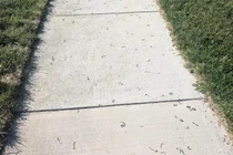 Giun đất trồi lên rồi chết khô ở Quảng Trị, chuyên gia cảnh báo gì?