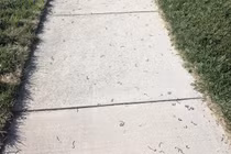 Giun đất trồi lên rồi chết khô ở Quảng Trị, chuyên gia cảnh báo gì?