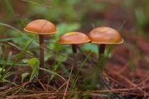 Những loài nấm độc nhất thế giới, chạm vào cũng có thể chết