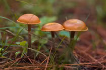 Những loài nấm độc nhất thế giới, chạm vào cũng có thể chết