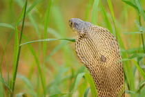 Các loại rắn hổ mang nổi bật ở châu Á và đặc điểm nhận dạng