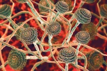 Nấm "sát thủ" có thể bùng phát mạnh vì khí hậu nóng lên