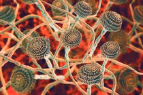 Nấm "sát thủ" có thể bùng phát mạnh vì khí hậu nóng lên