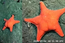 Phát hiện sao biển cam rực rỡ, hình dáng gây sốt mạng xã hội