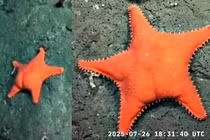 Phát hiện sao biển cam rực rỡ, hình dáng gây sốt mạng xã hội