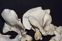 Phát hiện 2 loài nấm phát sáng độc đáo ở VQG Bái Tử Long