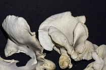 Phát hiện 2 loài nấm phát sáng độc đáo ở VQG Bái Tử Long