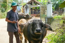 Độc đáo con trâu có cặp sừng hình chữ ‘O’ hiếm gặp ở Đà Nẵng